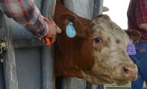 FL Steer in Chute